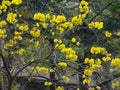 Huangzhong wood flowers and trees landscape