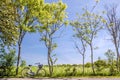 Spring trees with bicycle Royalty Free Stock Photo