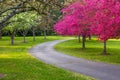 Spring Trees Bloom at Meadowlark Park Vienna VA