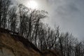 Spring trees in backlight under a cloudy sky.