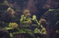 Spring trees in Gansu China Royalty Free Stock Photo