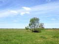 Spring trees, green field and cloudy sky, Lithuania Royalty Free Stock Photo