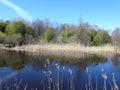 Spring trees near lake, Lithuania Royalty Free Stock Photo