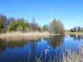 Spring trees near lake, Lithuania Royalty Free Stock Photo