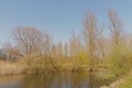 Spring trees and reed along a  pool in Scheldt valley, Belgium Royalty Free Stock Photo