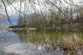 Spring trees are reflected in the lake against the blue sky. Blossoming pussy willow Easter twigs. Royalty Free Stock Photo