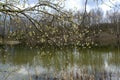 Spring trees are reflected in the lake against the blue sky. Blossoming pussy willow Easter twigs. Royalty Free Stock Photo