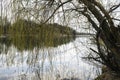 Spring trees are reflected in the lake against the blue sky. Blossoming pussy willow Easter twigs. Royalty Free Stock Photo