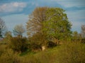 Spring trees, some already with leafs, some still without.