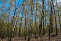 Spring birch forest with fresh greens Royalty Free Stock Photo