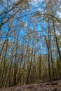 Spring birch forest with fresh greens Royalty Free Stock Photo