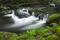 Spring in Tremont at Great Smoky Mountains National Park, TN USA Royalty Free Stock Photo