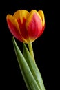 Spring Tulip