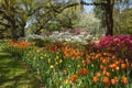 Spring tulip bed in Southern Garden Royalty Free Stock Photo