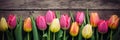 Spring Tulip Border on Vintage Green Wooden Background, Pink and Yellow Flowers, Copy Space