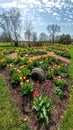 Spring Tulip Bulb Flower Garden - Beckman Mill County Park, Beloit, WI Royalty Free Stock Photo