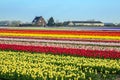 Spring tulip field Royalty Free Stock Photo