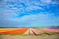 Spring tulip field. Bright colorful spring flowers tulips