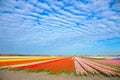 Spring tulip field. Bright colorful spring flowers tulips