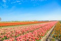 Spring tulip field. Bright colorful spring flowers tulips