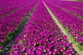 Spring tulip field. Bright colorful spring flowers tulips