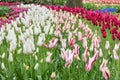 Spring tulip field in garden Royalty Free Stock Photo