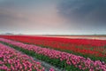 Spring tulip field at sunset Royalty Free Stock Photo