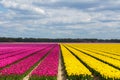 Spring tulip fields in Holland, flowers in Netherlands Royalty Free Stock Photo