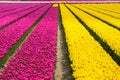 Spring tulip fields in Holland, flowers in Netherlands Royalty Free Stock Photo