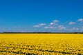 Spring tulip fields in Holland, flowers in Netherlands Royalty Free Stock Photo