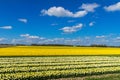 Spring tulip fields in Holland, flowers in Netherlands Royalty Free Stock Photo