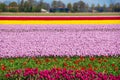 Spring tulip fields in Holland, flowers in Netherlands Royalty Free Stock Photo
