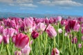 Spring tulip flower Royalty Free Stock Photo