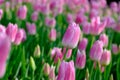 Spring Tulip Flower Background