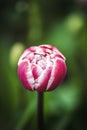 Spring tulip flower