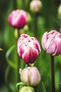 Spring tulip flower