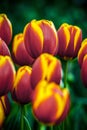 Spring tulip flower