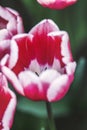 Spring tulip flower