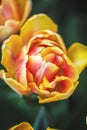 Spring tulip flower