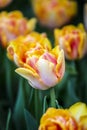 Spring tulip flower