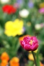 Spring Tulip Flower colorful pink bokeh closeup Background Royalty Free Stock Photo