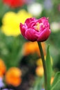 Tulip in Spring Flower colorful purple pink closeup Background Royalty Free Stock Photo