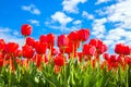 Spring tulip flower field. Red bright tulips Royalty Free Stock Photo