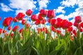 Spring tulip flower field. Red bright tulips