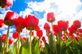 Spring tulip flower field. Red bright tulips