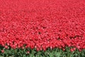 Spring tulip flower field red tulips flowers Royalty Free Stock Photo