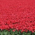 Spring tulip flower field red tulips flowers in Netherlands Royalty Free Stock Photo