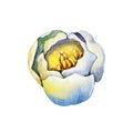 Spring tulip flower. Hand drawn watercolor illustration close up isolated on white background. Design for cards, covers, Royalty Free Stock Photo