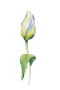 Spring tulip flower. Hand drawn watercolor illustration close up isolated on white background. Design for cards, covers, Royalty Free Stock Photo