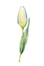 Spring tulip flower. Hand drawn watercolor illustration close up isolated on white background. Design for cards, covers, Royalty Free Stock Photo